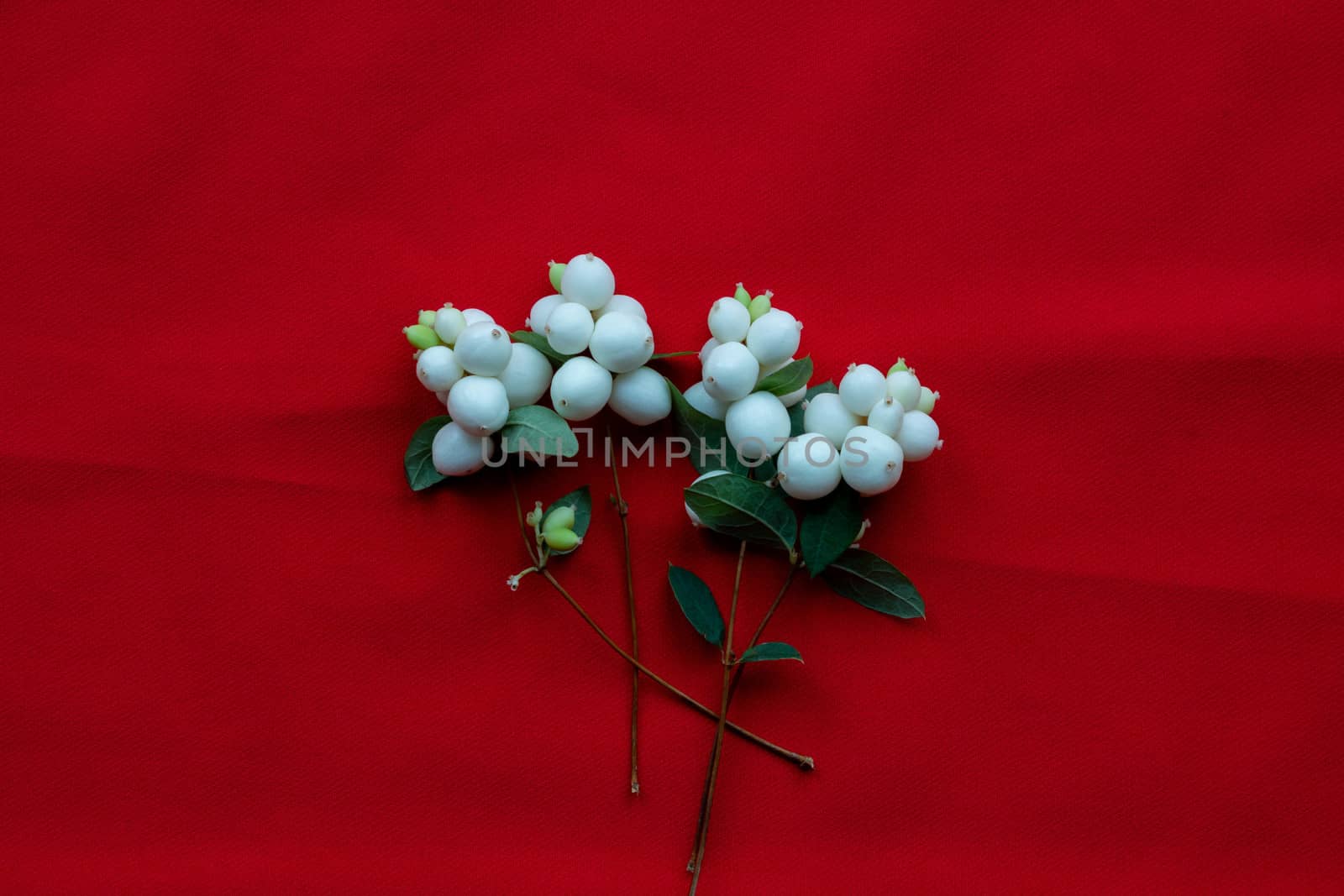 White dogwood berries lie on a red background. Holiday concept.