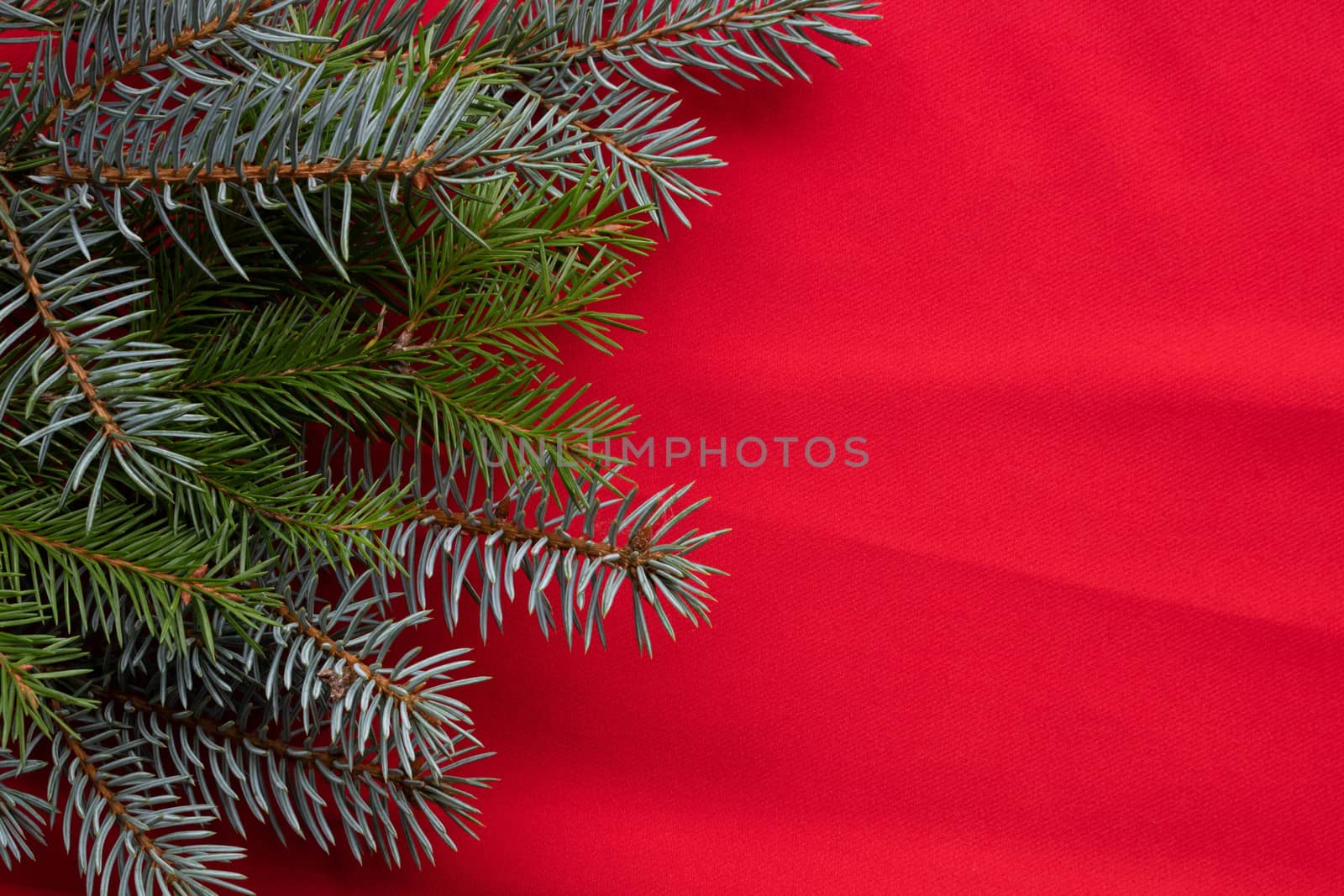 Blue and green fir branches lie on a red background. The concept of the New year and Christmas by lapushka62