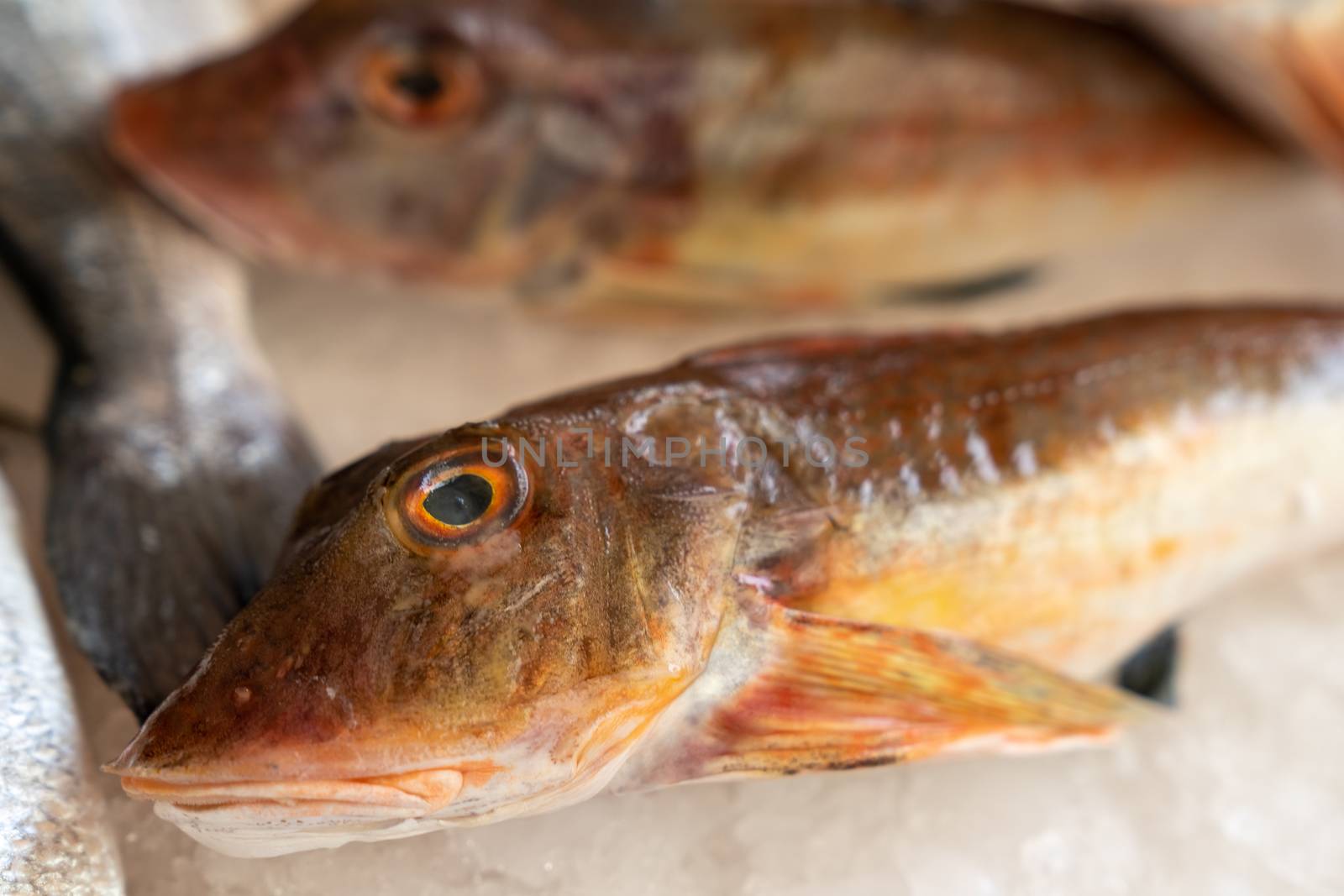 Mediterranean red tub gurnard (Chelidonichthys lucerna) sold at the market outside