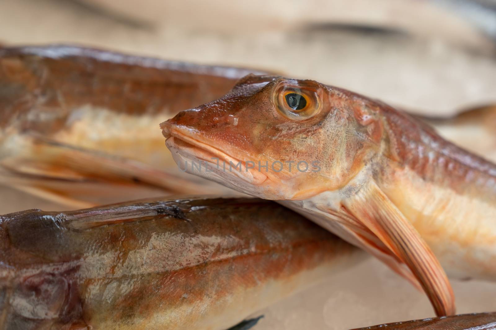 Mediterranean red tub gurnard (Chelidonichthys lucerna) sold at the market outside