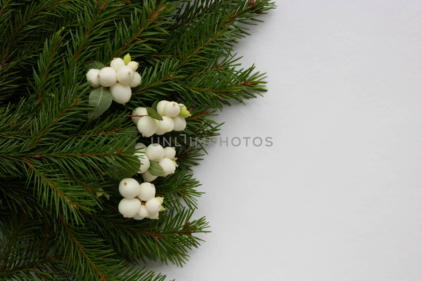 Green fir branches and white dogwood berries lie on a white background. Space for your text. New year's Christmas concept.