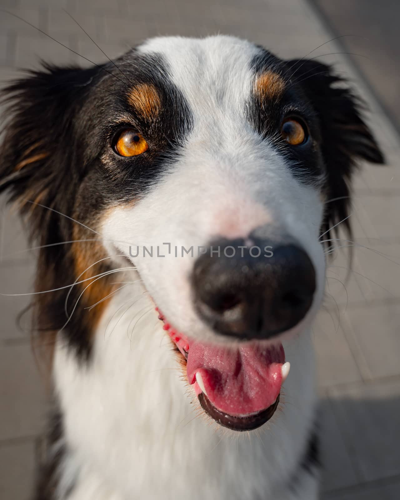 Portrait of Australian Shepherd dog while walking outdoors. Beautiful adult purebred Aussie Dog in the city.