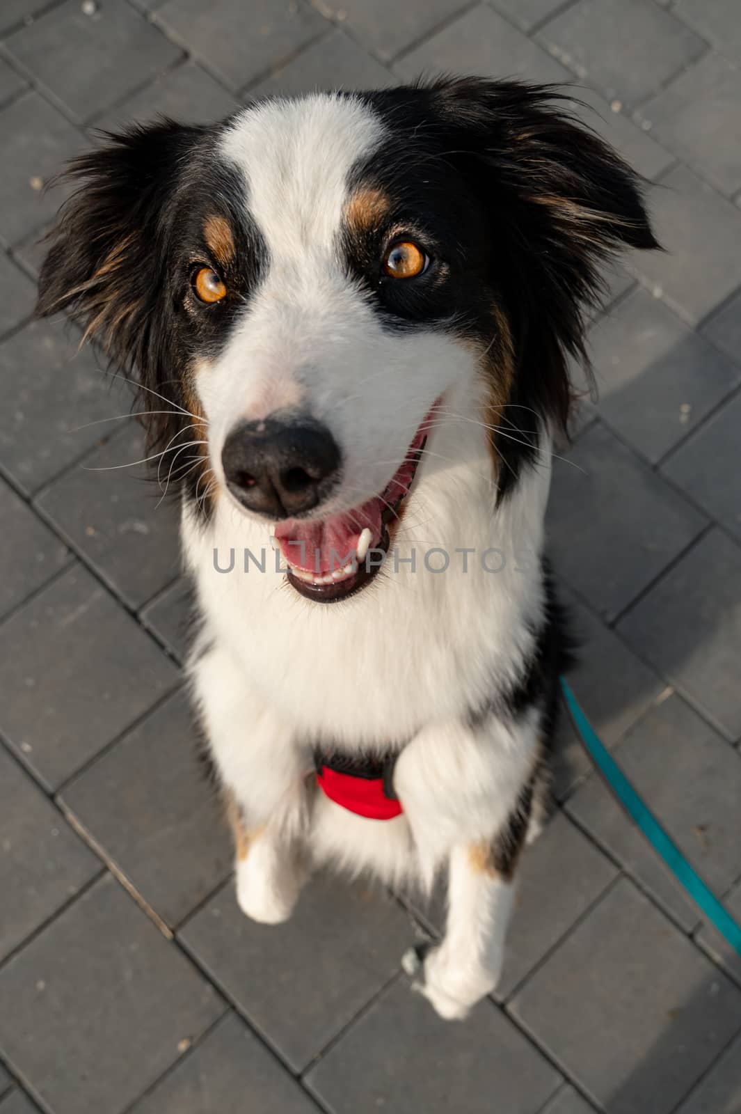 Portrait of Australian Shepherd dog while walking outdoors. Beautiful adult purebred Aussie Dog in the city.