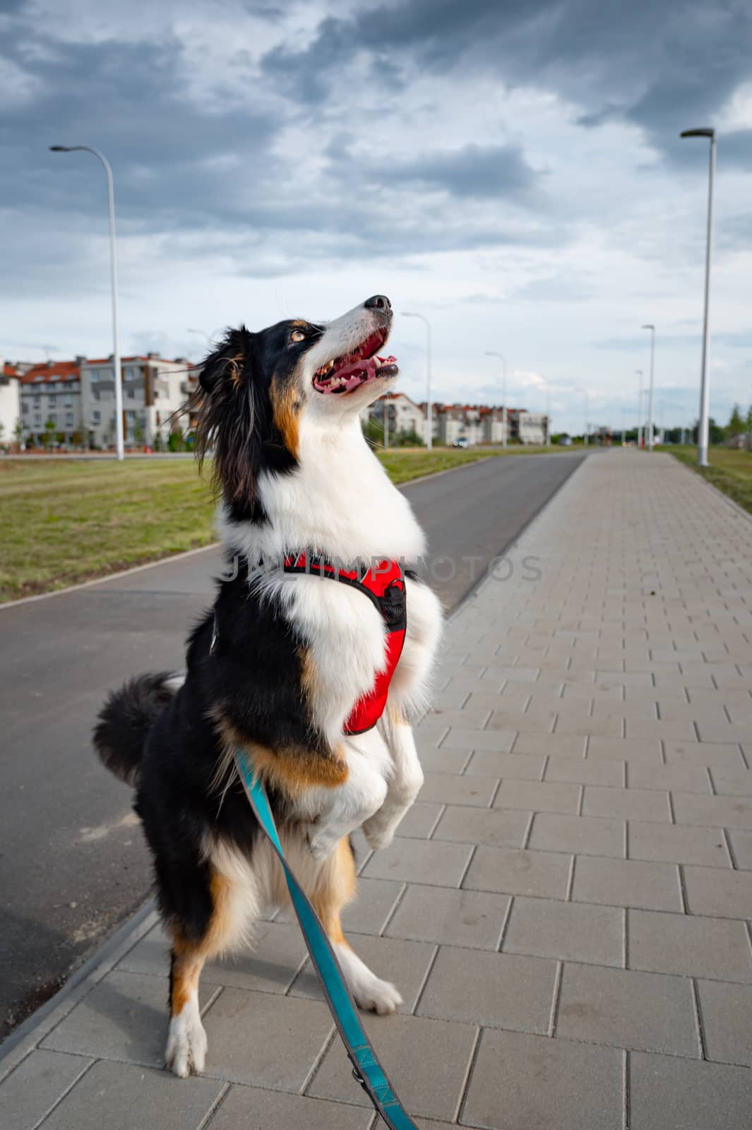 Australian Shepherd dog by fotostok_pdv