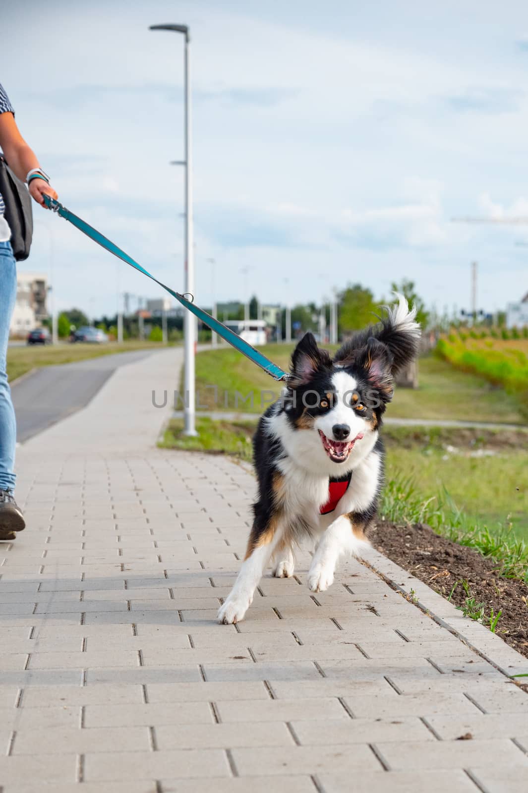 Portrait of Australian Shepherd dog on leash while walking outdoors. Beautiful adult purebred Aussie Dog with female owner in the city.