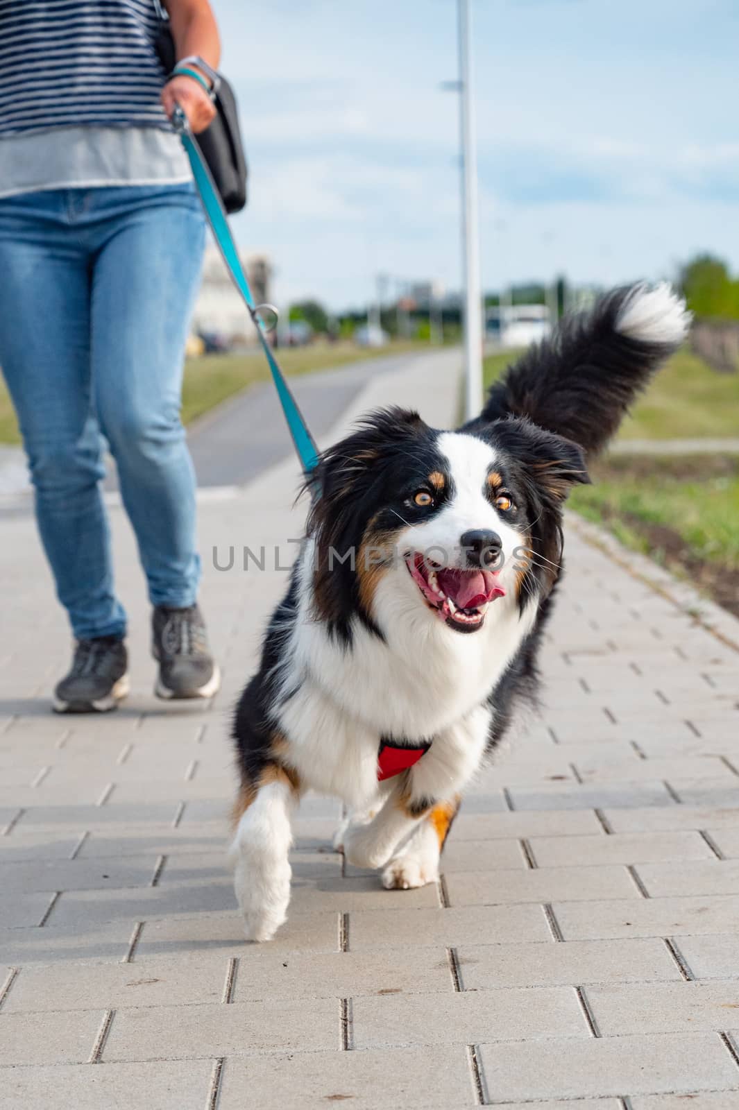 Portrait of Australian Shepherd dog on leash while walking outdoors. Beautiful adult purebred Aussie Dog with female owner in the city.