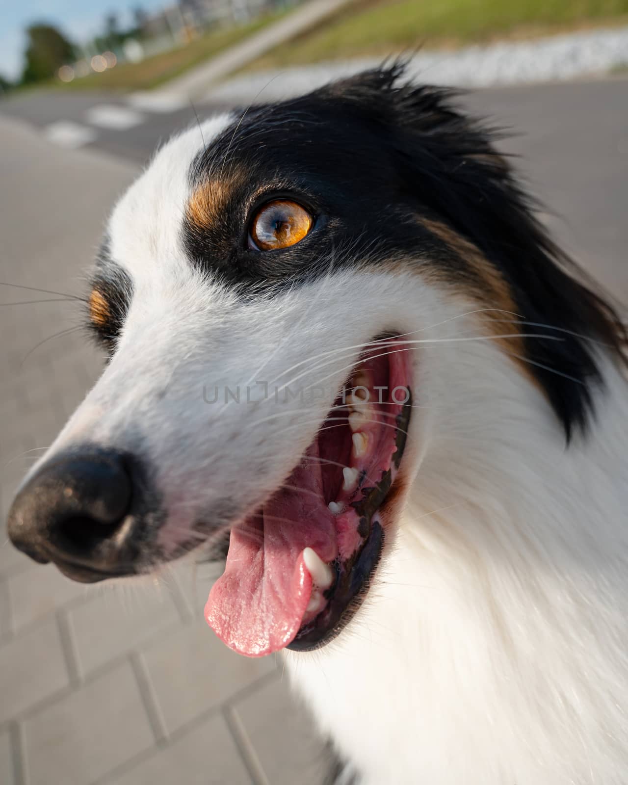 Portrait of Australian Shepherd dog while walking outdoors. Beautiful adult purebred Aussie Dog in the city.