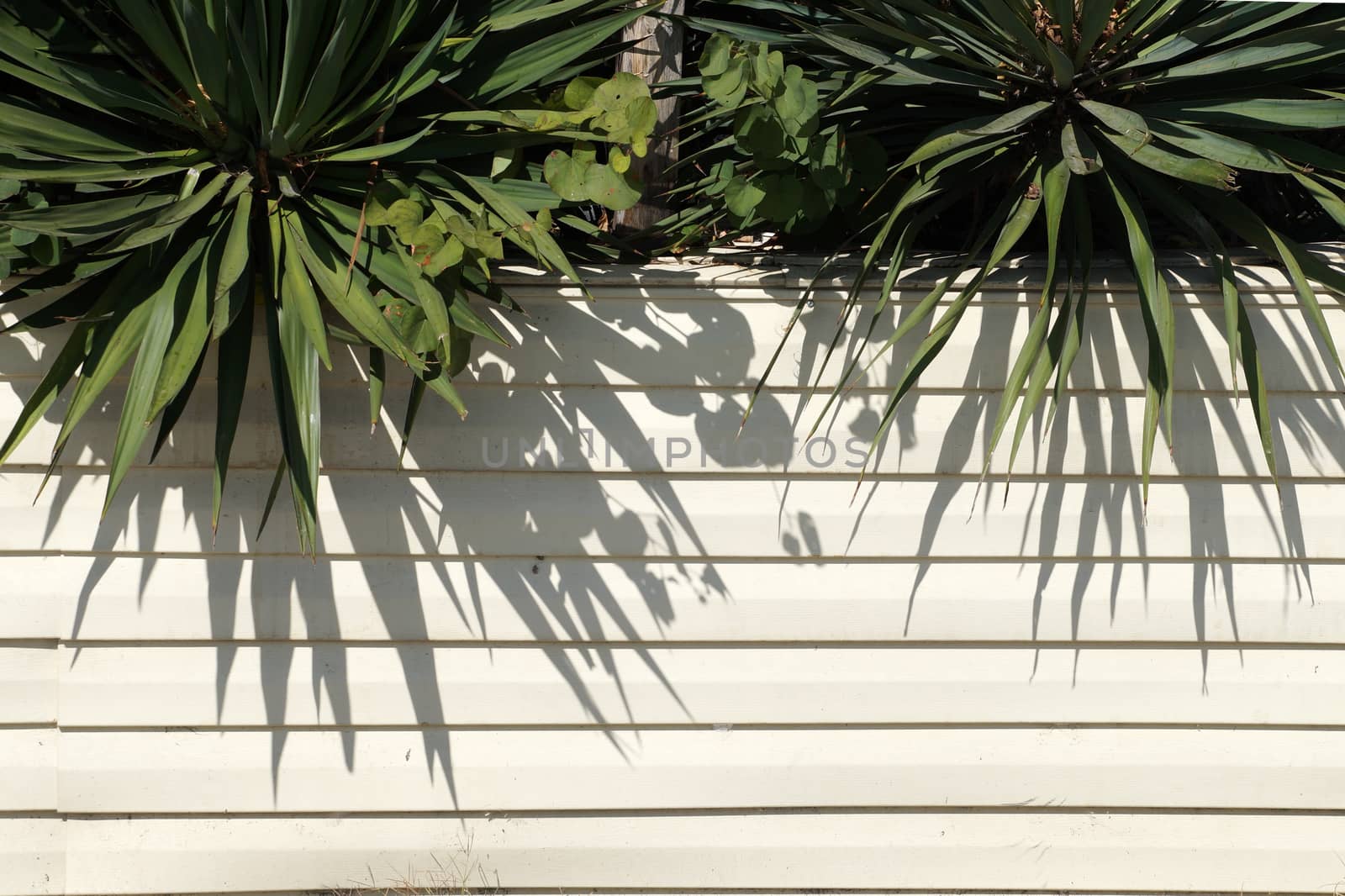 green yucca leaves on white wooden wall background, copy space.