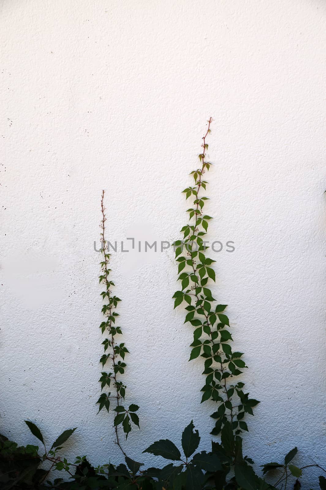 green creeping plants on white wall, copy space for mockup by Annado