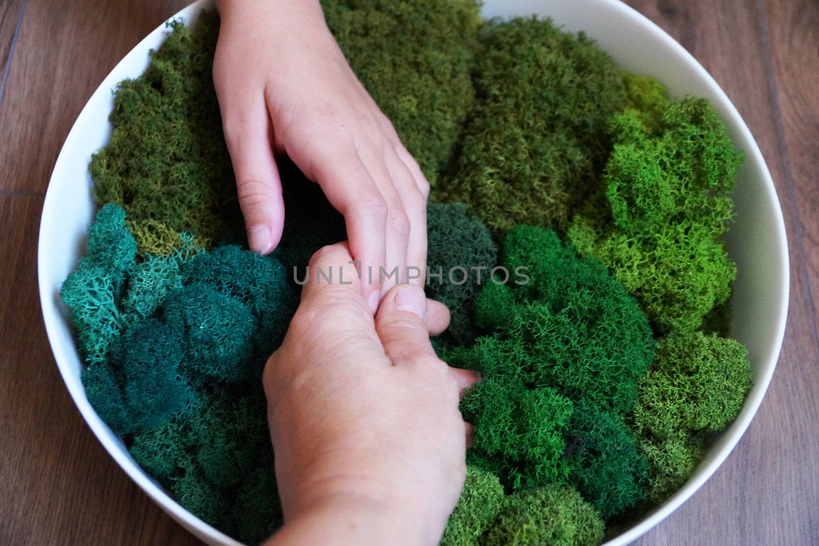 a woman's hands on the round panel of green stabilized moss for ecological interior decoration of an office or apartment.