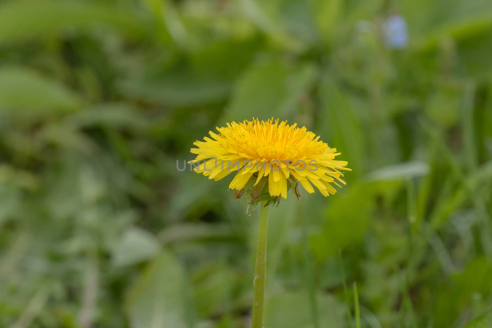 Dandelion flower at field by fotostok_pdv