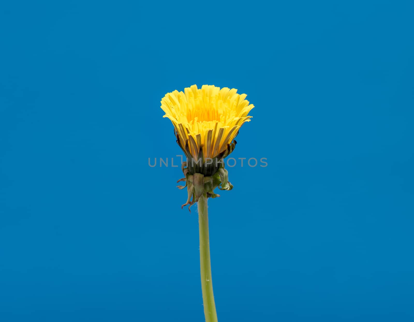 Dandelion Flower open. Yellow Flower head of dandelion disclosed. Macro shot on blue background. Spring scene in studio.