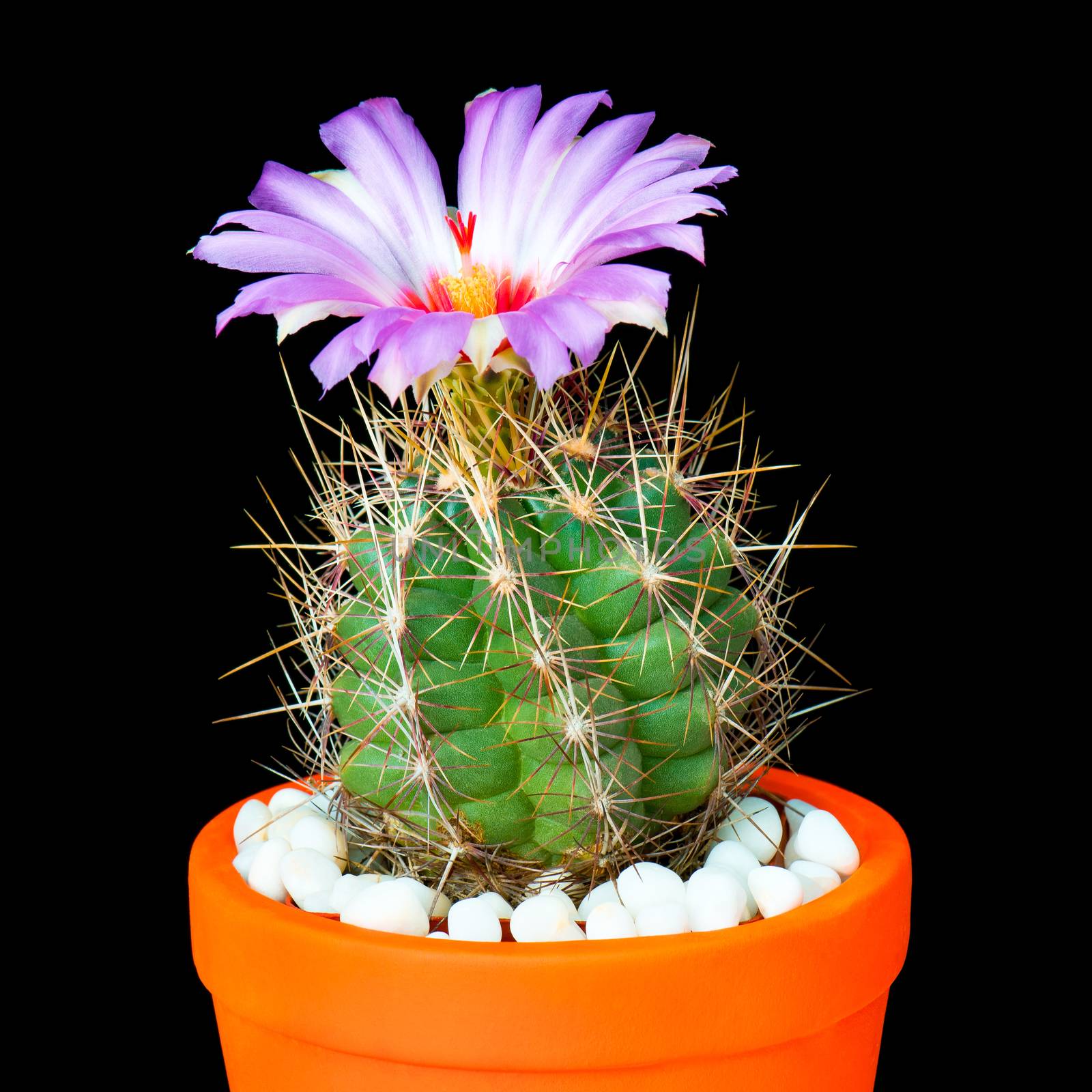 Beautiful Cactus in Flower Pot or cacti Flowers which are in their colorful Blooming on Black Background.