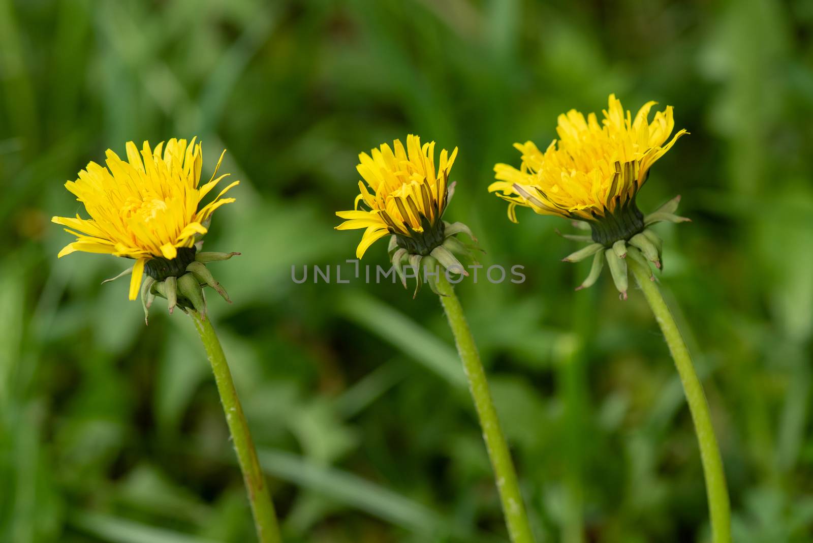 Three yellow dandelion flowers in nature on meadow. Dandelions field on spring sunny day. Blooming dandelion on green background.