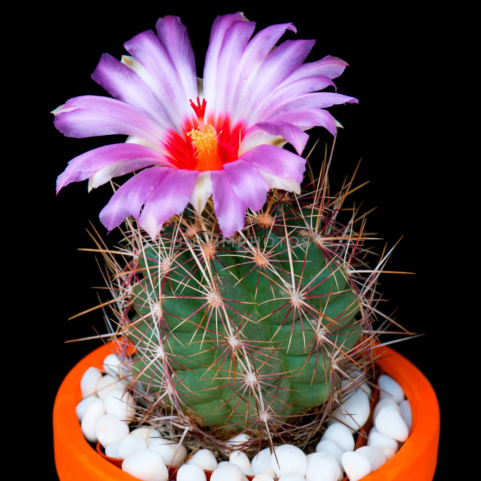 Cactus flowers on black by fotostok_pdv