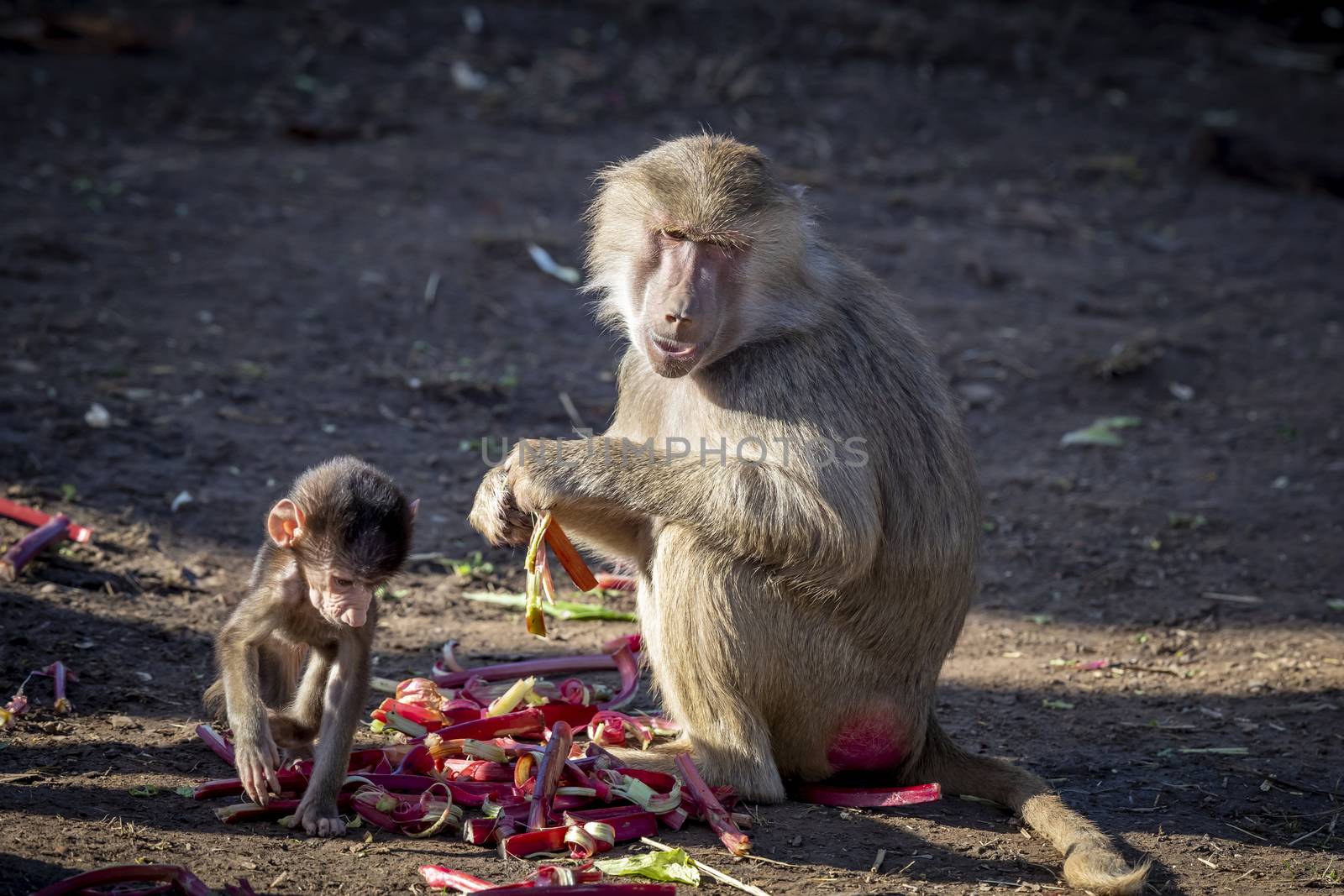 A baby Hamadryas Baboon playing outside with their family unit