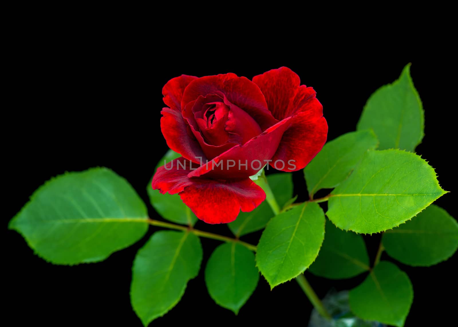 Single beautiful red rose with green leaves on a black background - close up studio photo.