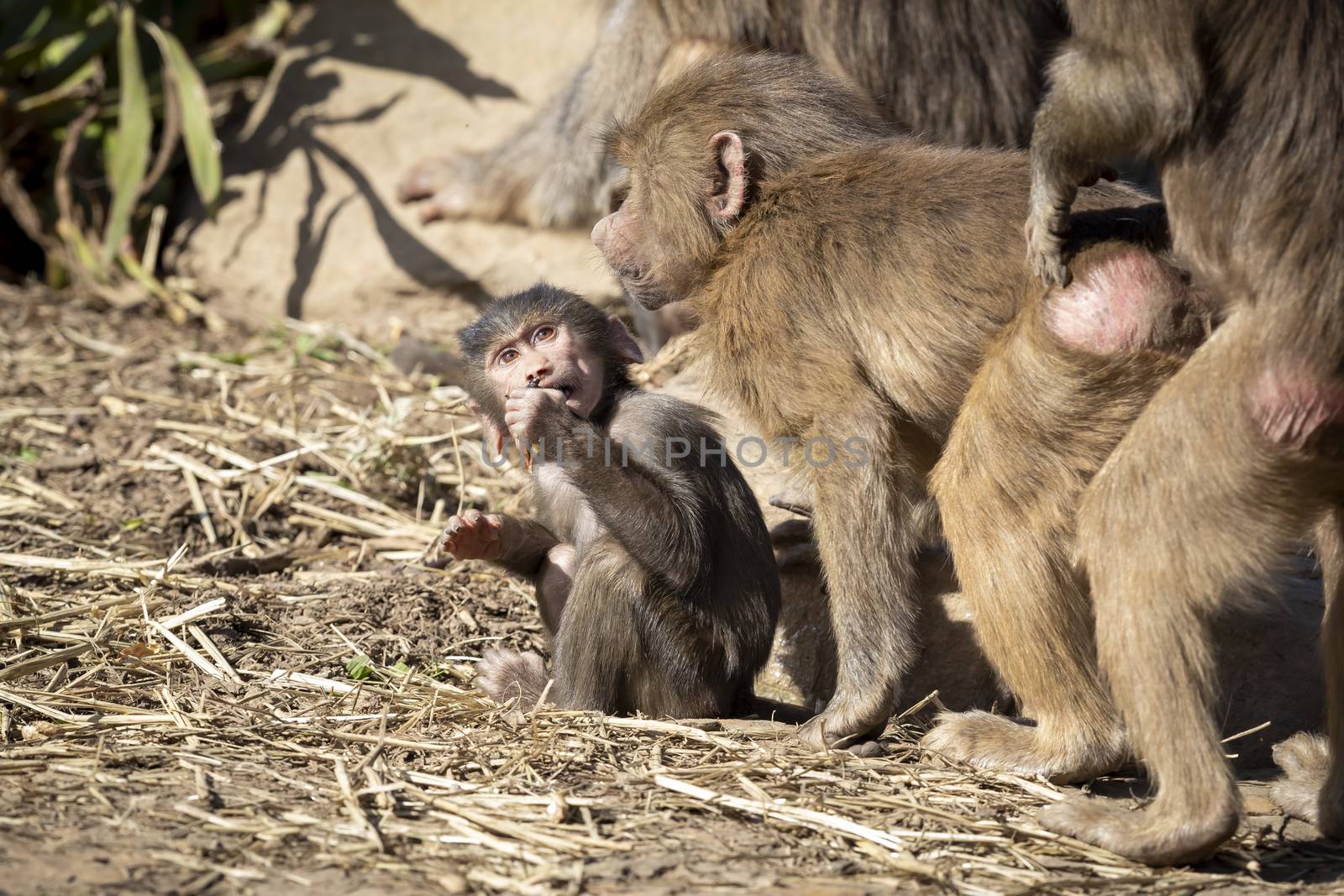 A baby Hamadryas Baboon playing outside with their family unit