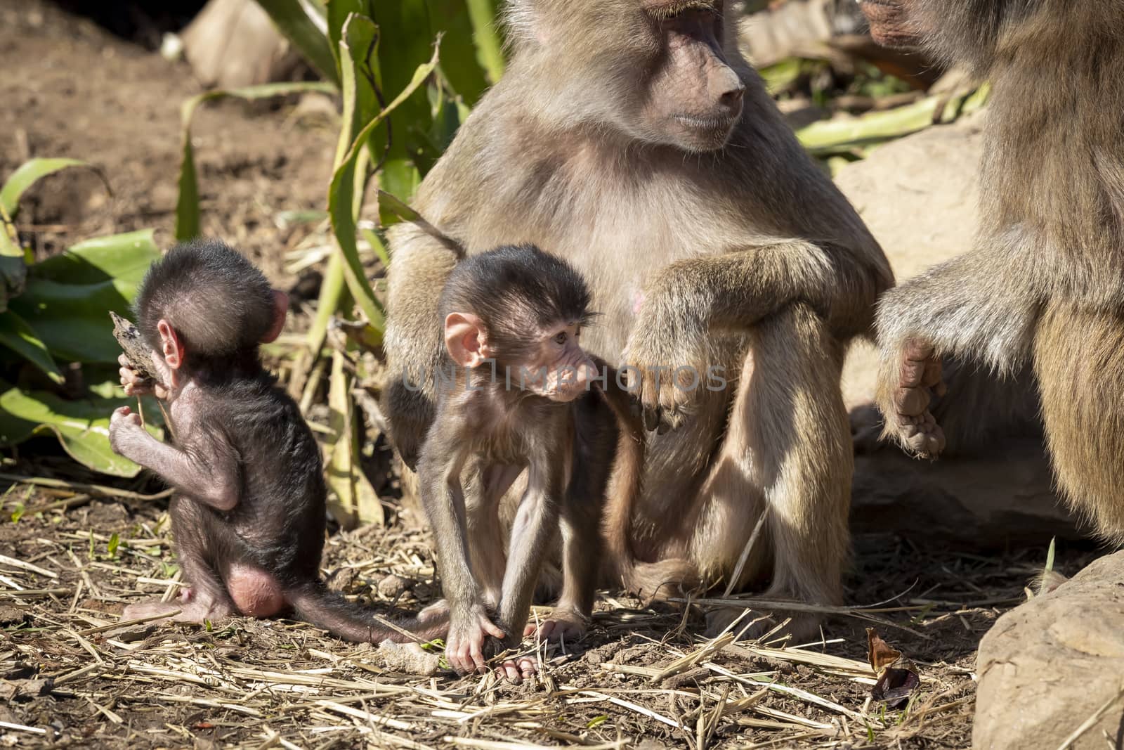 A baby Hamadryas Baboon playing outside with their family unit