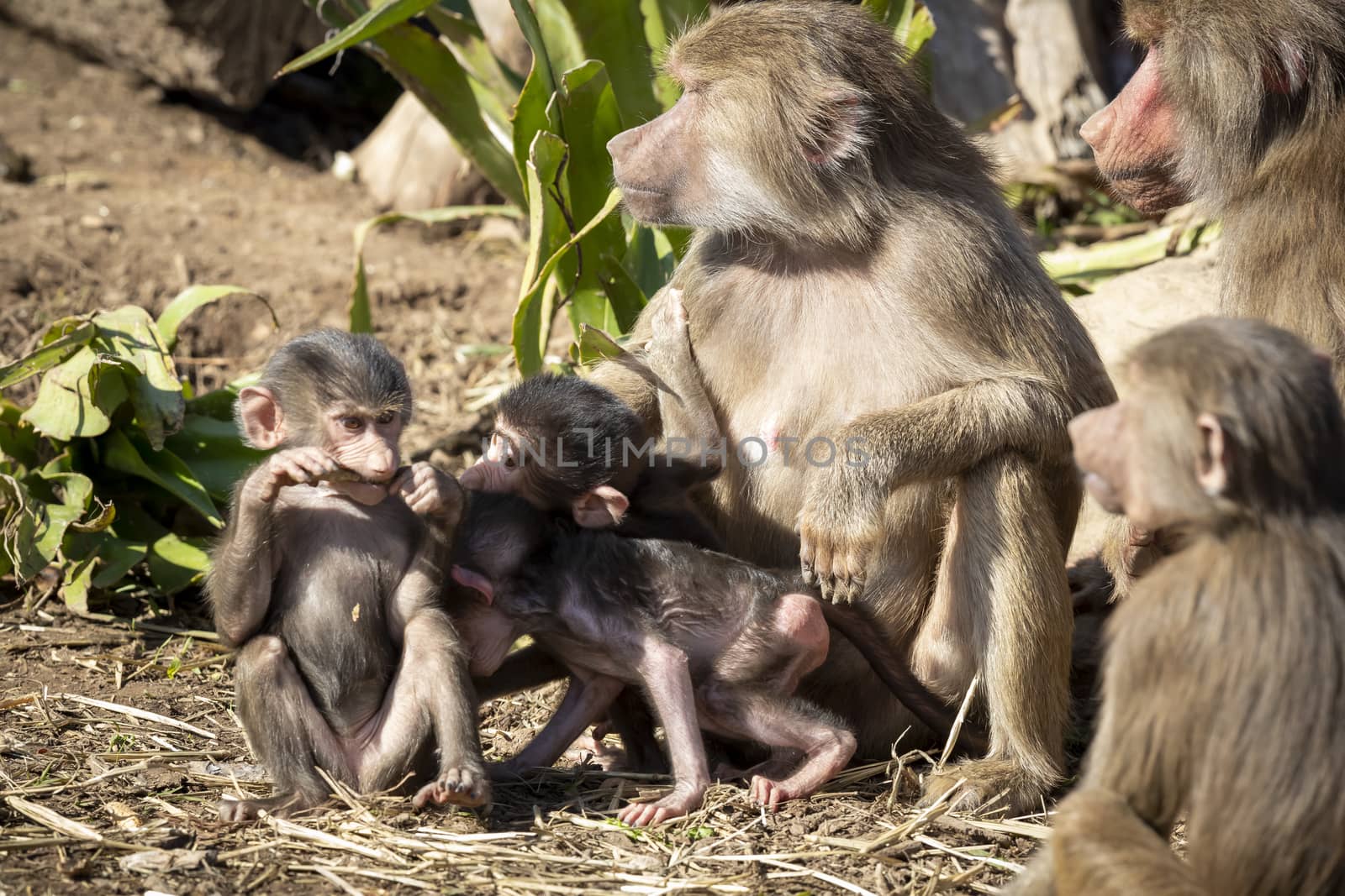 A baby Hamadryas Baboon playing outside with their family unit