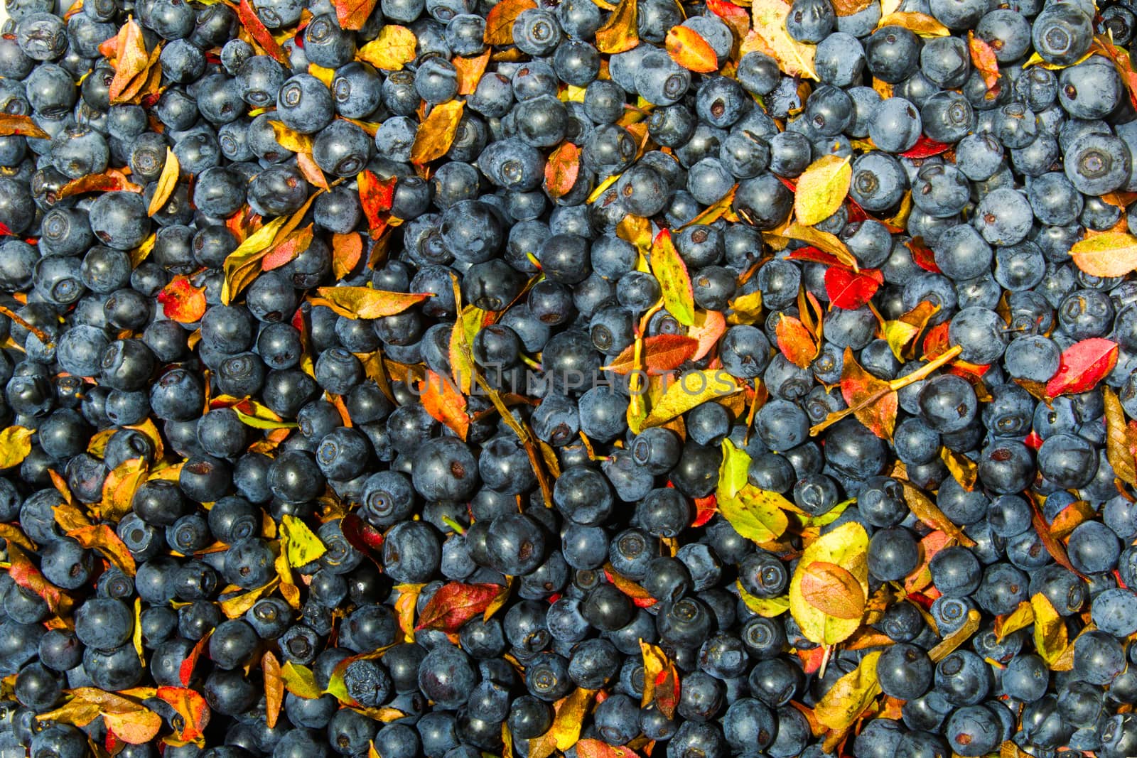 background made of freshly picked blueberries and leaves by Joanastockfoto