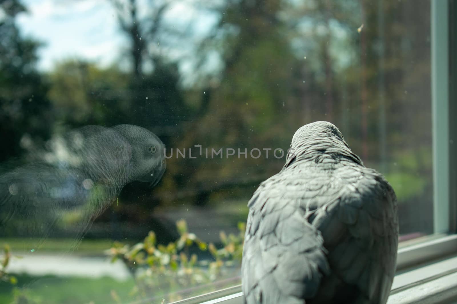 An African Grey Parrot Standing on a Large Windowsill Looking ou by bju12290