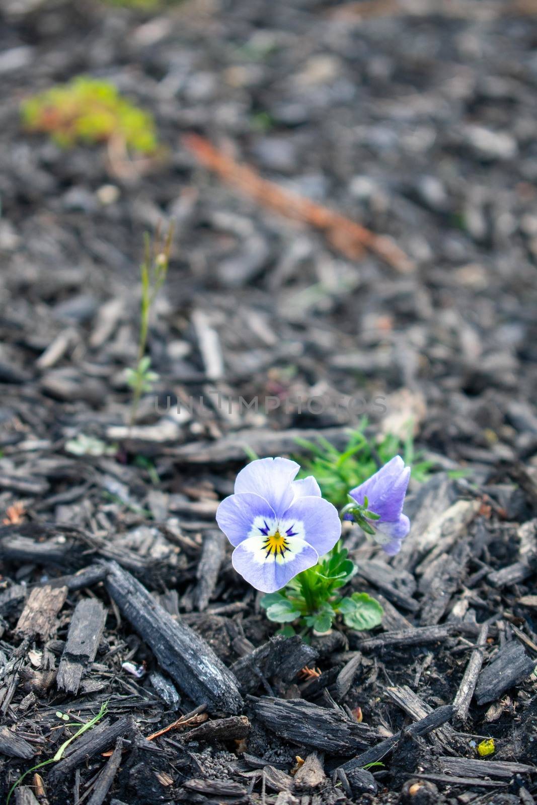 A Close Up Shot of Small Light Blue Flowers Sitting in a Bed of Black Mulch