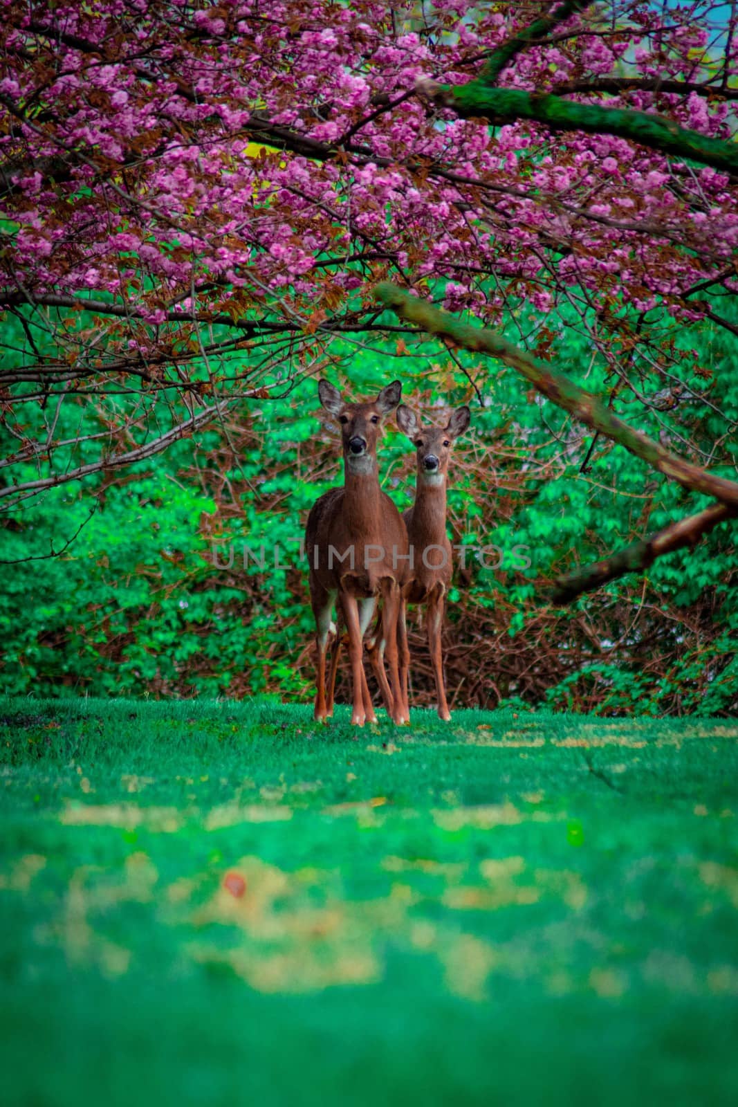 Two Deer Looking at the Camera While Standing Under a Pink Cherry Blossom Tree in an Enchanted Forest