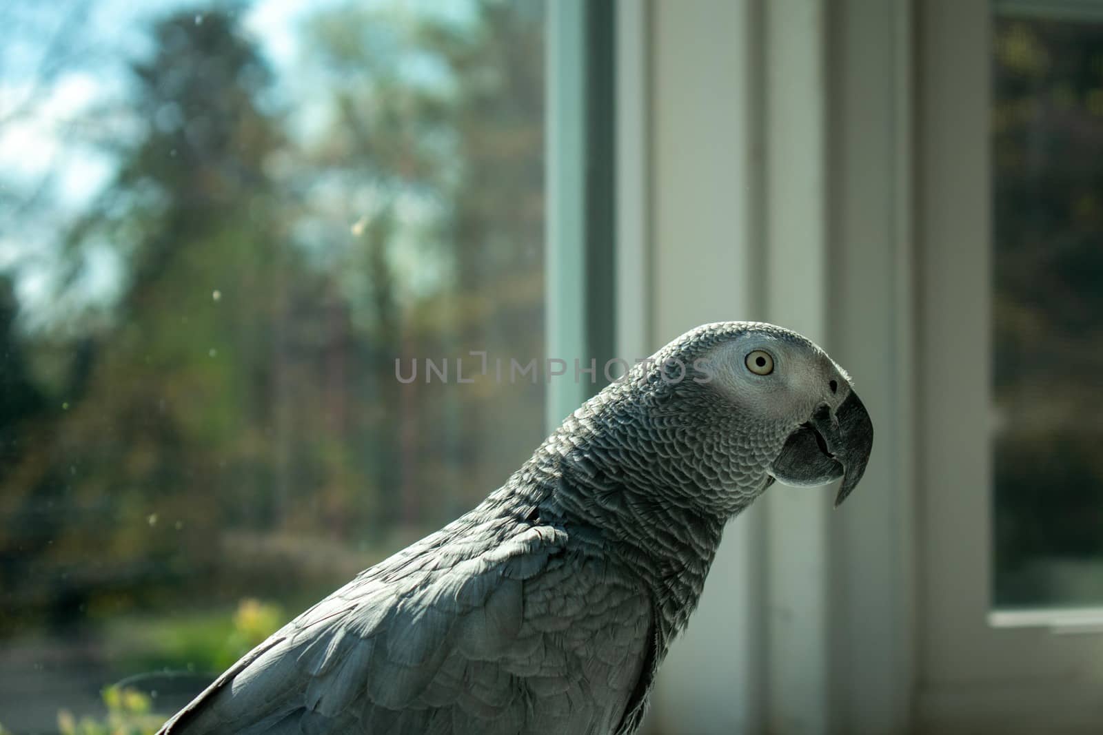 An African Grey Parrot Next to a Large Window by bju12290