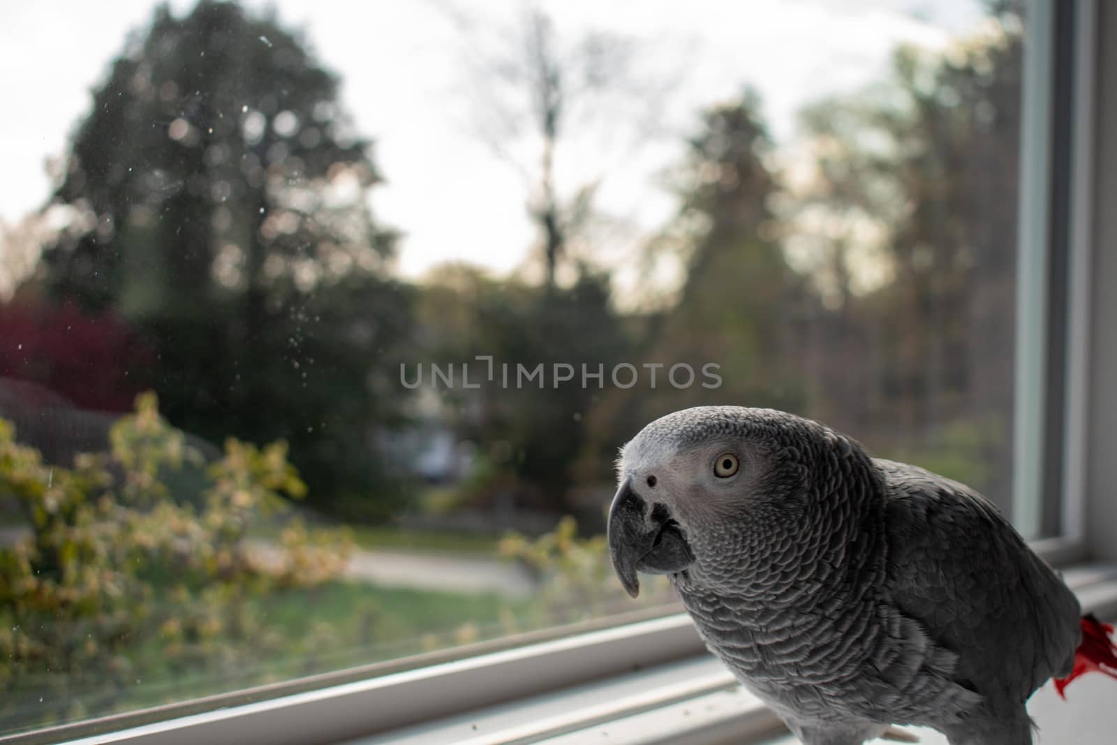 An African Grey Parrot Standing Next to a Large Window on a Windowsill Looking at the Camera