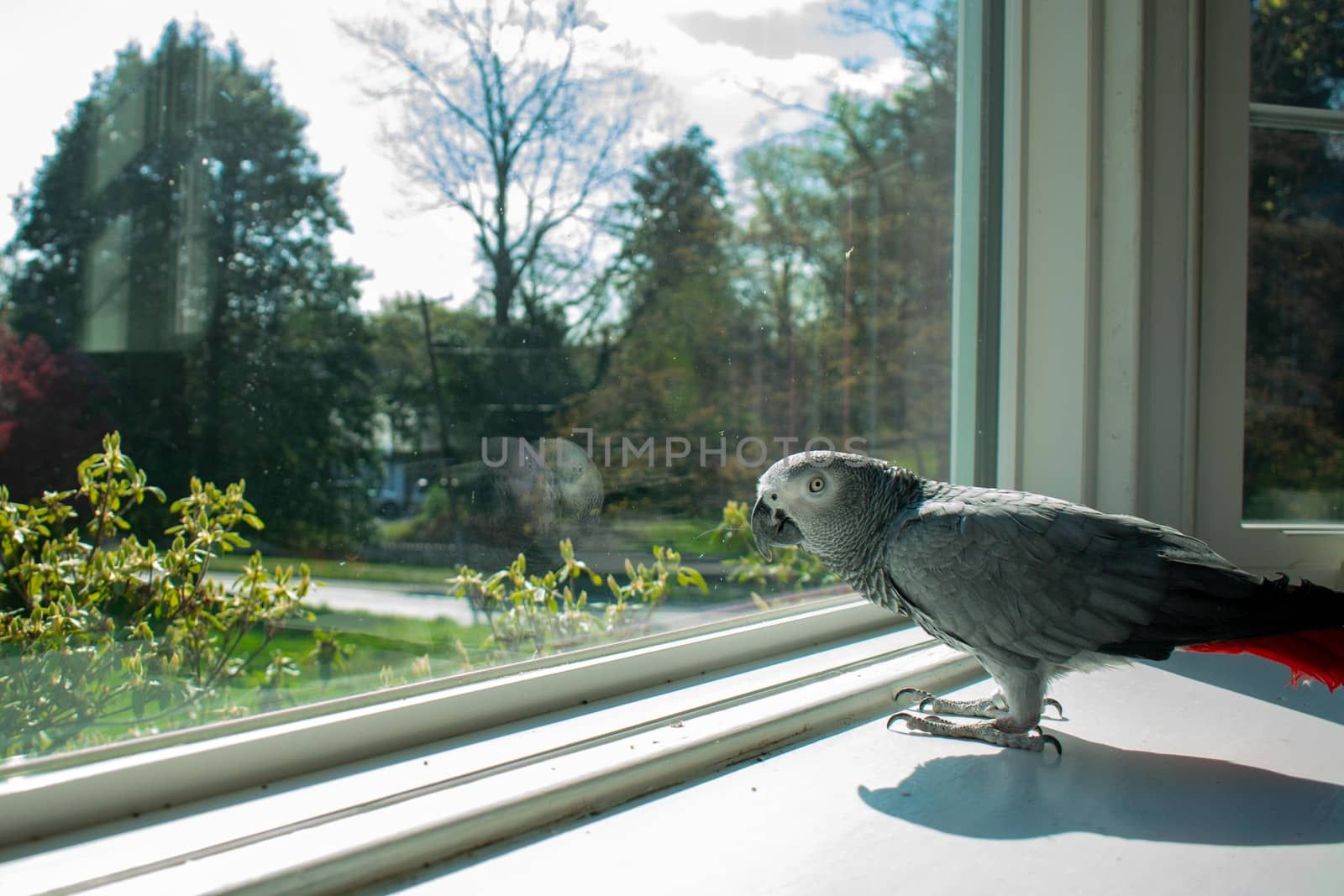 An African Grey Parrot Standing on a Windowsill Next to a Large  by bju12290