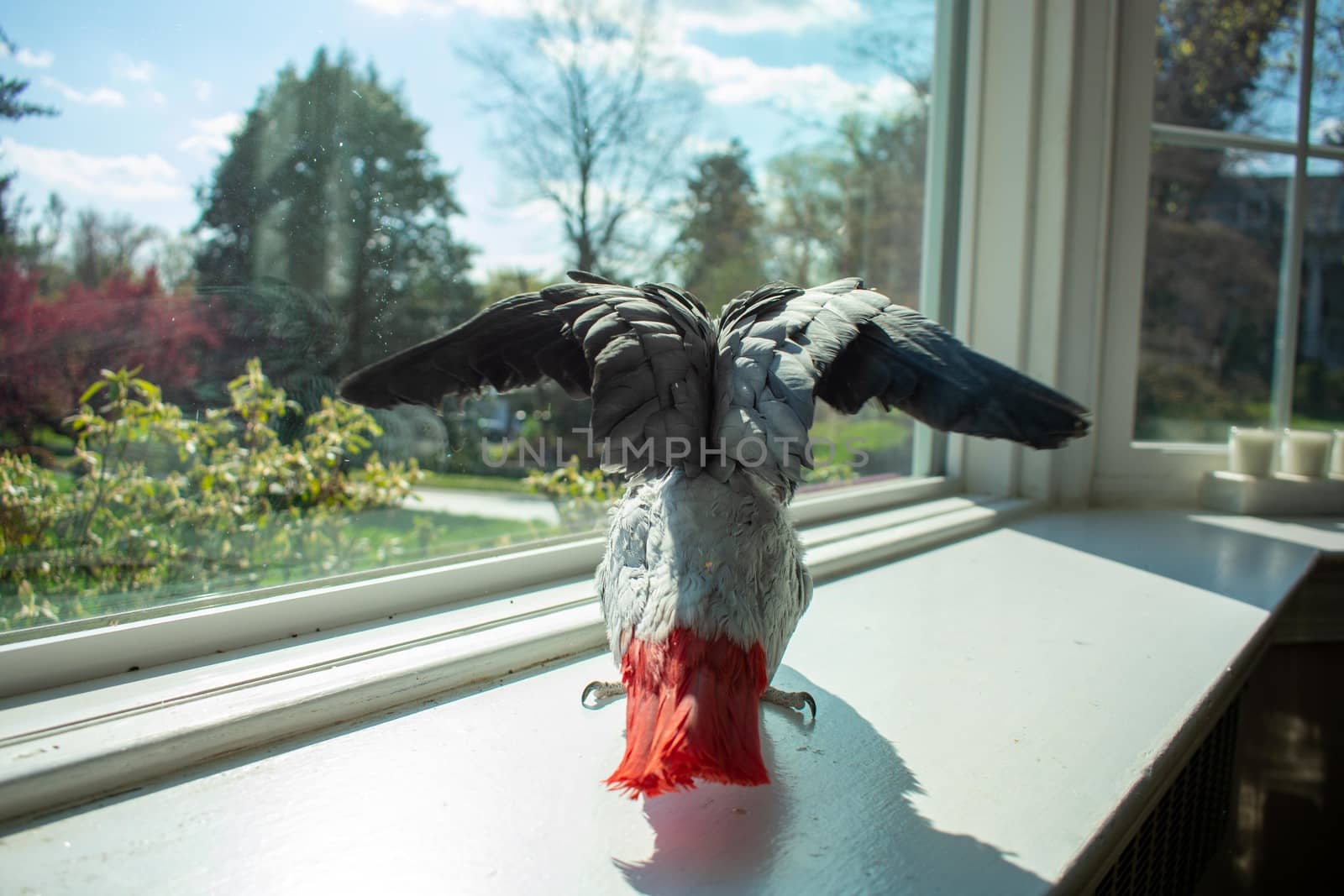 An African Grey Parrot Standing on a Windowsill Next to a Large Window With It's Wings Spread