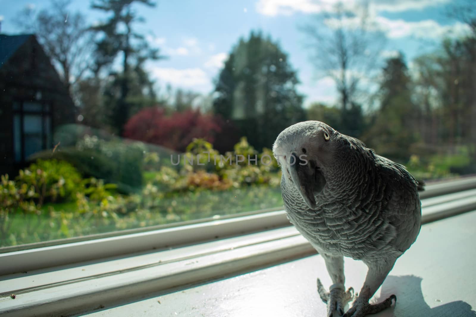 An African Grey Parrot on a Windowsill Next to a Large Window Looking Curiously at the Camera