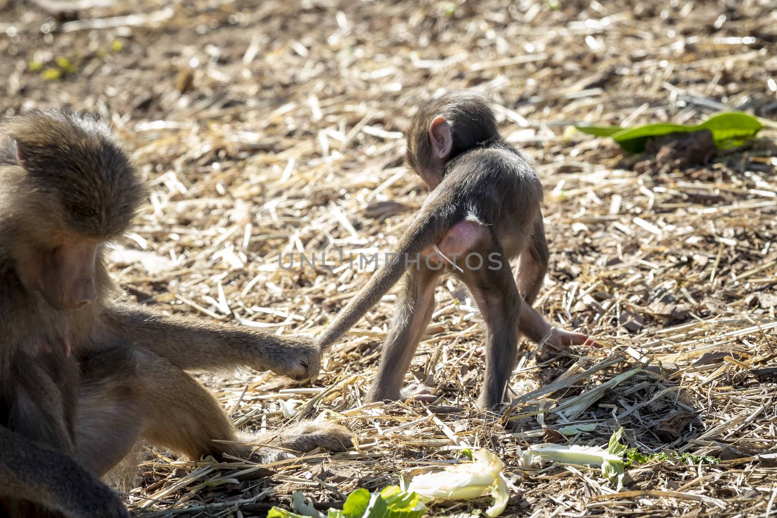 A baby Hamadryas Baboon playing outside with their family unit