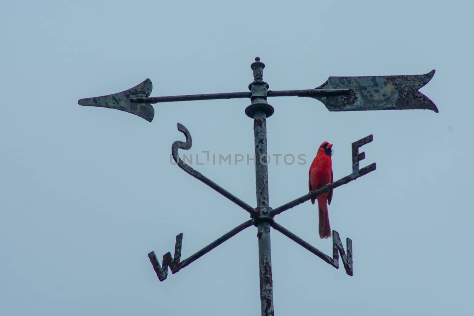 A Cardinal On a Directional Weathervane on a Blue Sky by bju12290