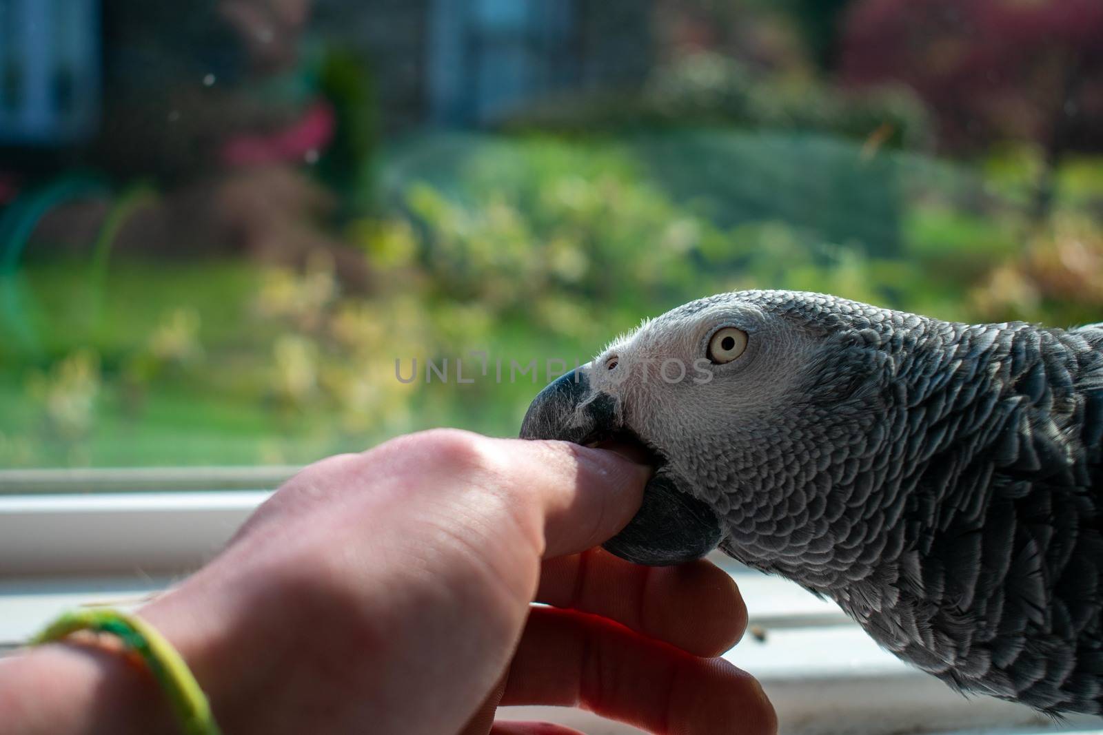 An African Grey Parrot Biting a Person's Hand by bju12290