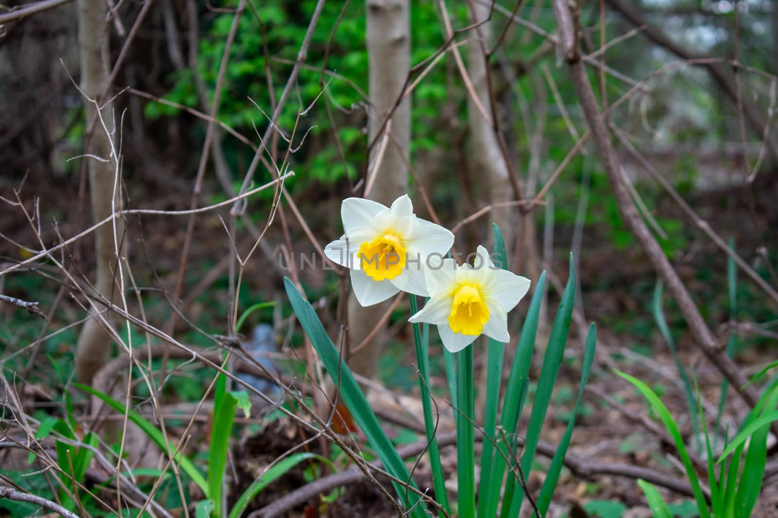 Two White and Yellow Tulips in a Forest by bju12290