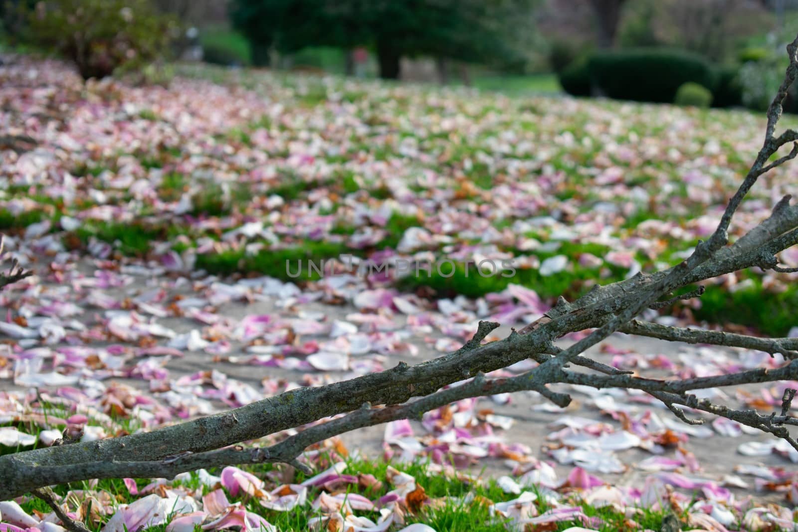 An Old Fallen Tree Branch Sitting on a Front LAwn With a Path Covered in Pink and White Cherry Blossom Petals