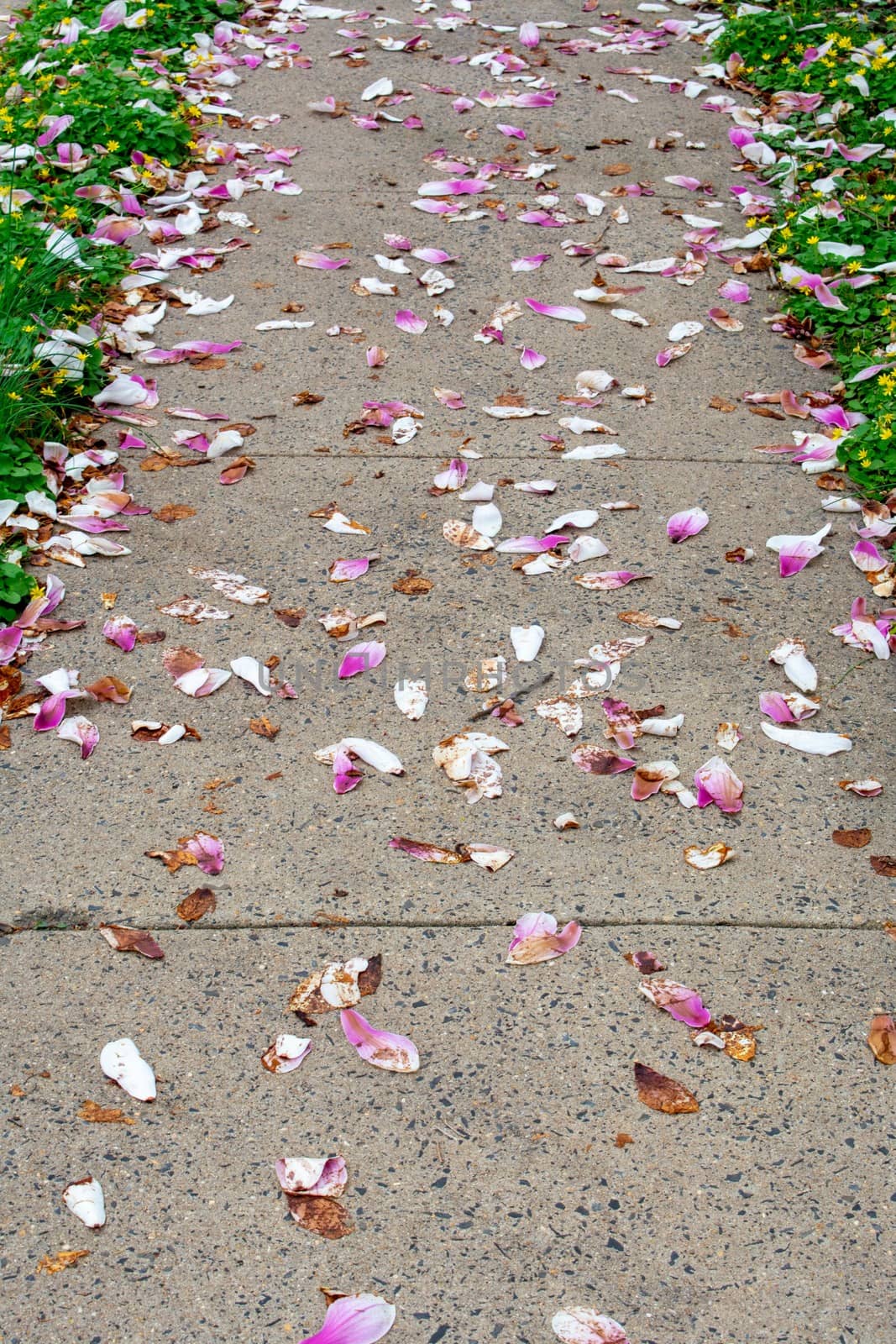A Sidewalk Covered in Small Pink and White Petals During the Spring