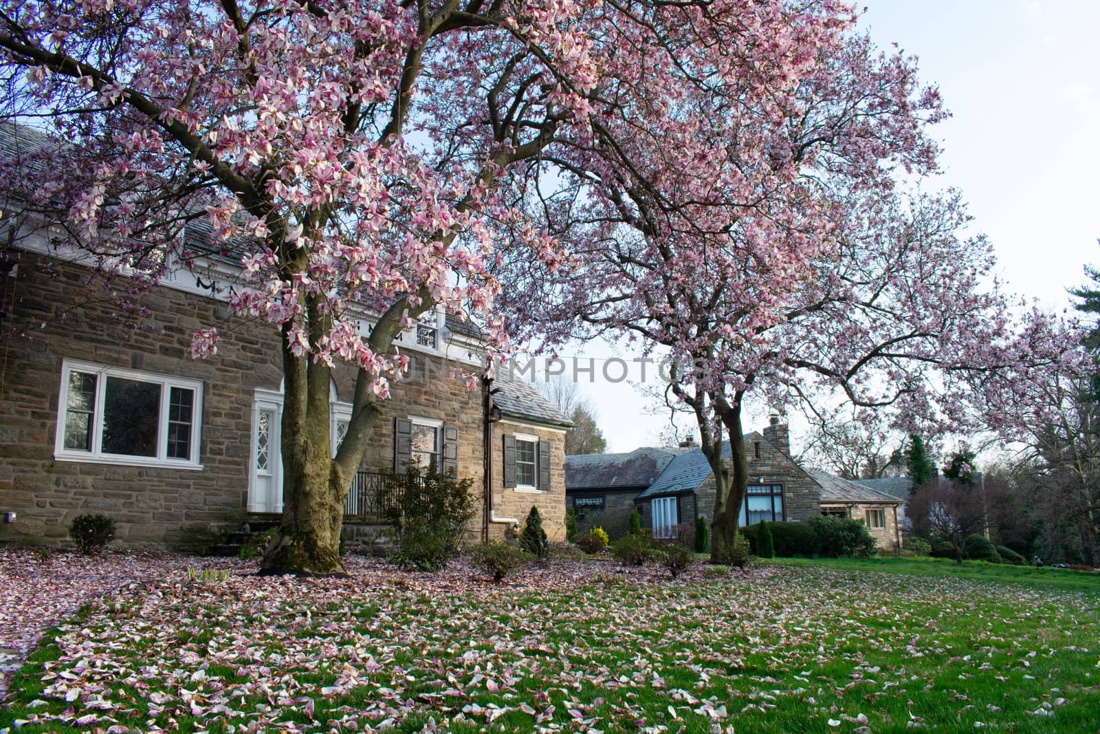 A Large Cobblestone Suburban Home With Two Cherry Blossom Trees Out Front at Sunrise And the Lawn Covered in Pink Petals
