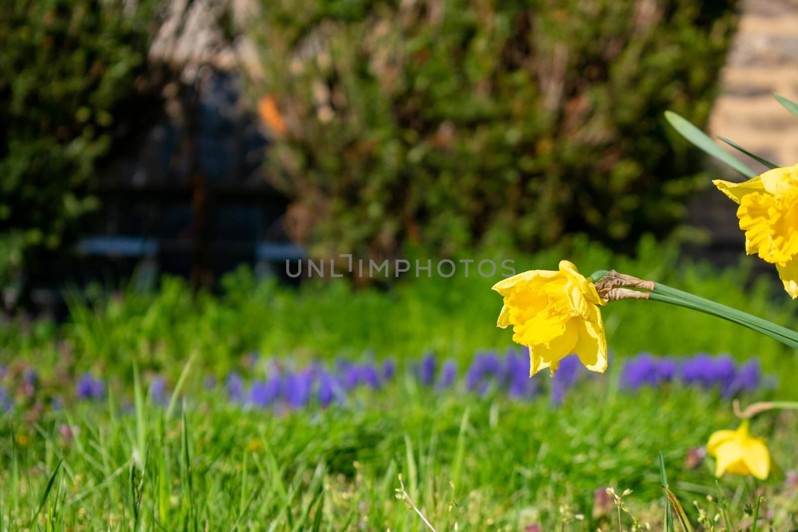 A Wilting Yellow Flower on a Front Lawn