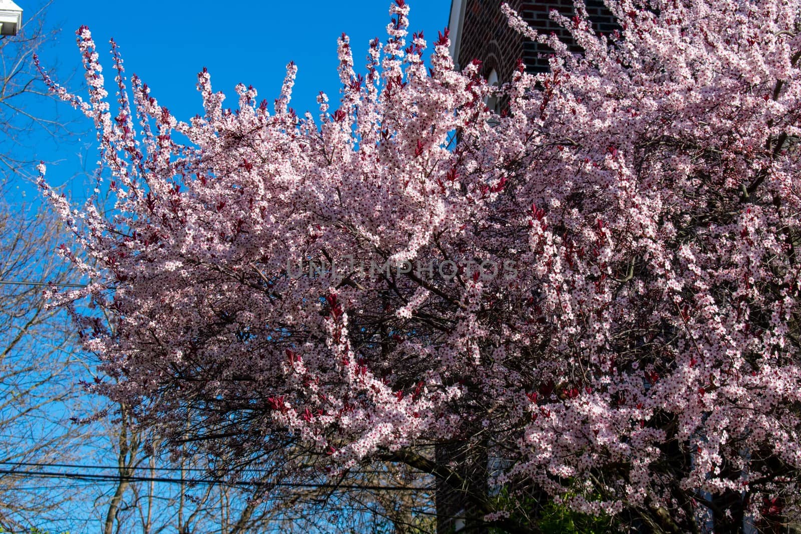 A Pink and White Cherry Blossom Tree on a Clear Blue Sky