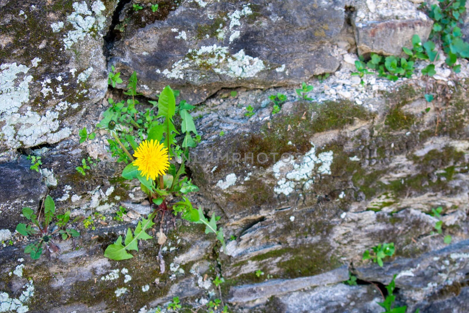 A Yellow Dandelion Growing Out of a Cobblestone Wall