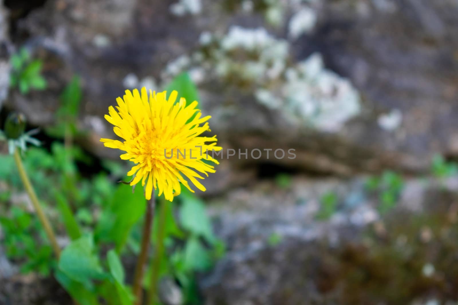 A Dandelion Growing Out of a Wall by bju12290