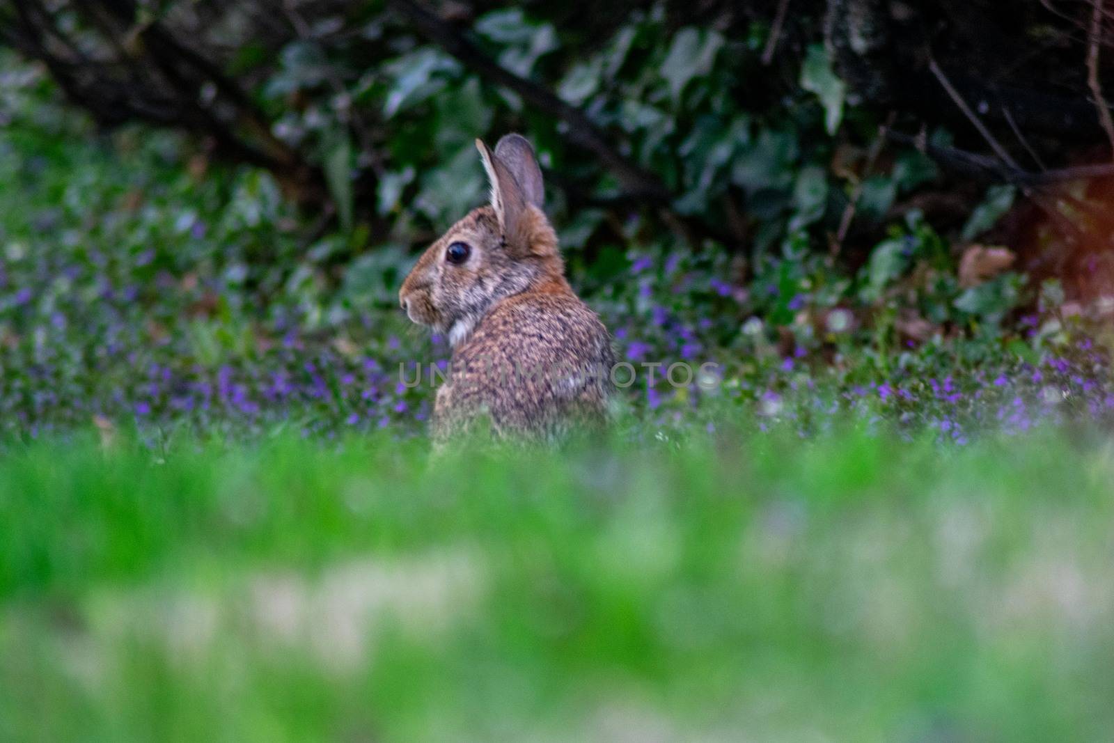 A Small Rabbit Peaking It's Head Up Above the Grass
