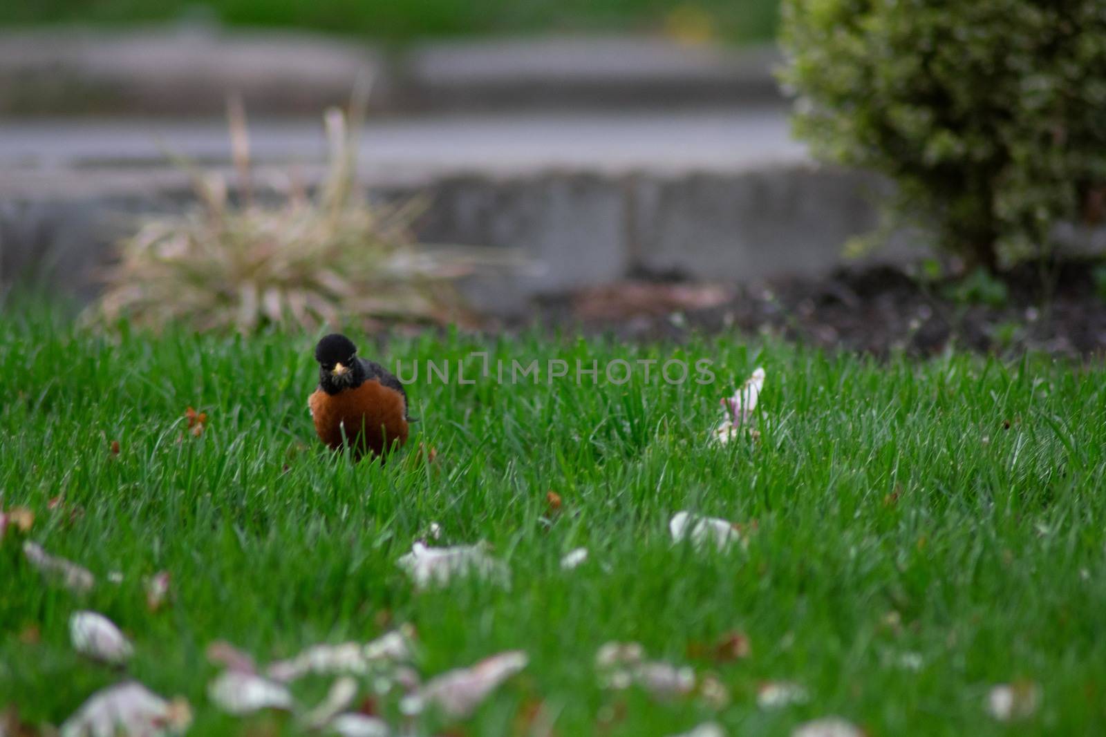 A Small Red Breasted Bird Looking at the Camera