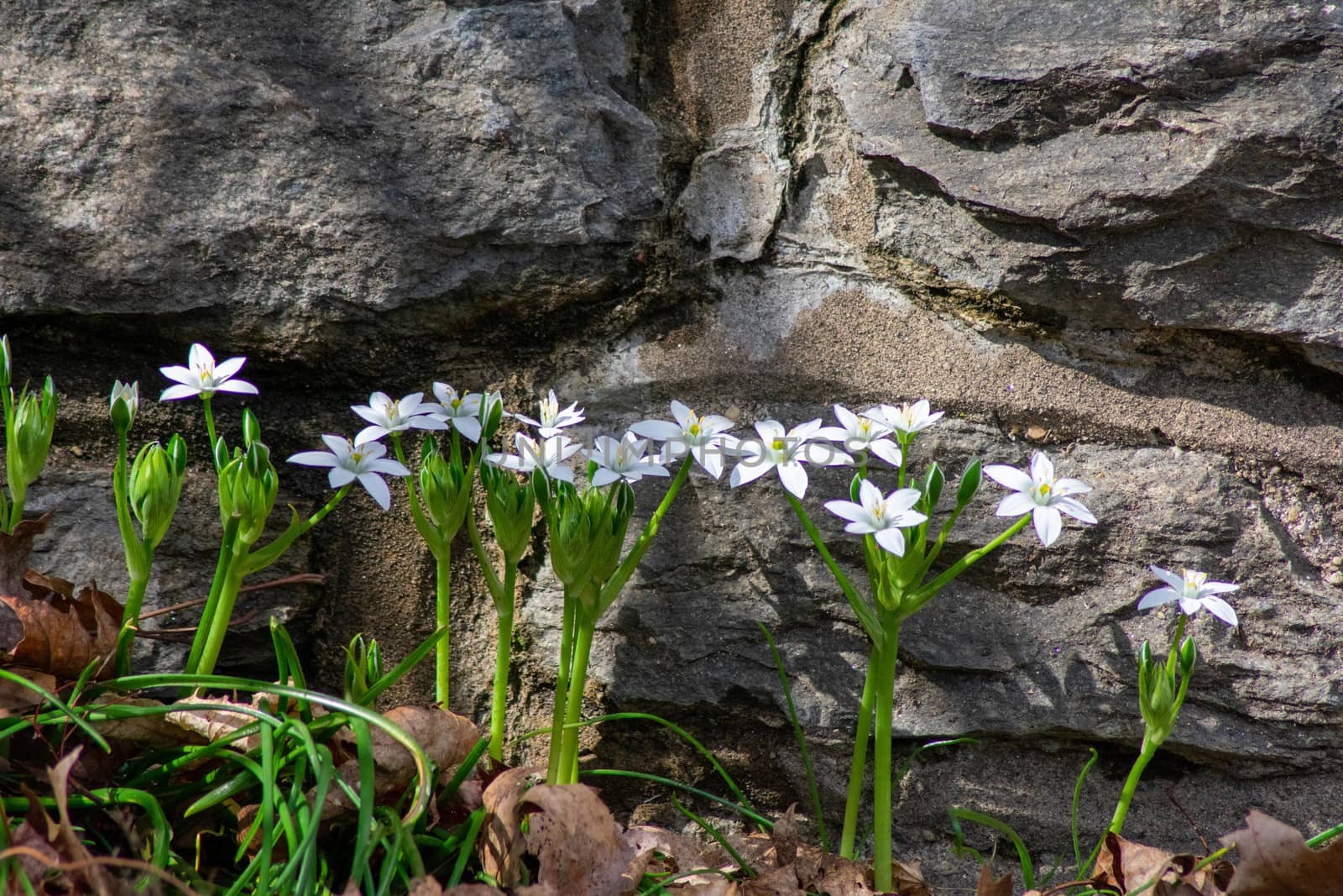 A Patch of Fresh White Flowers in Spring Growing Next to a Cobblestone Wall