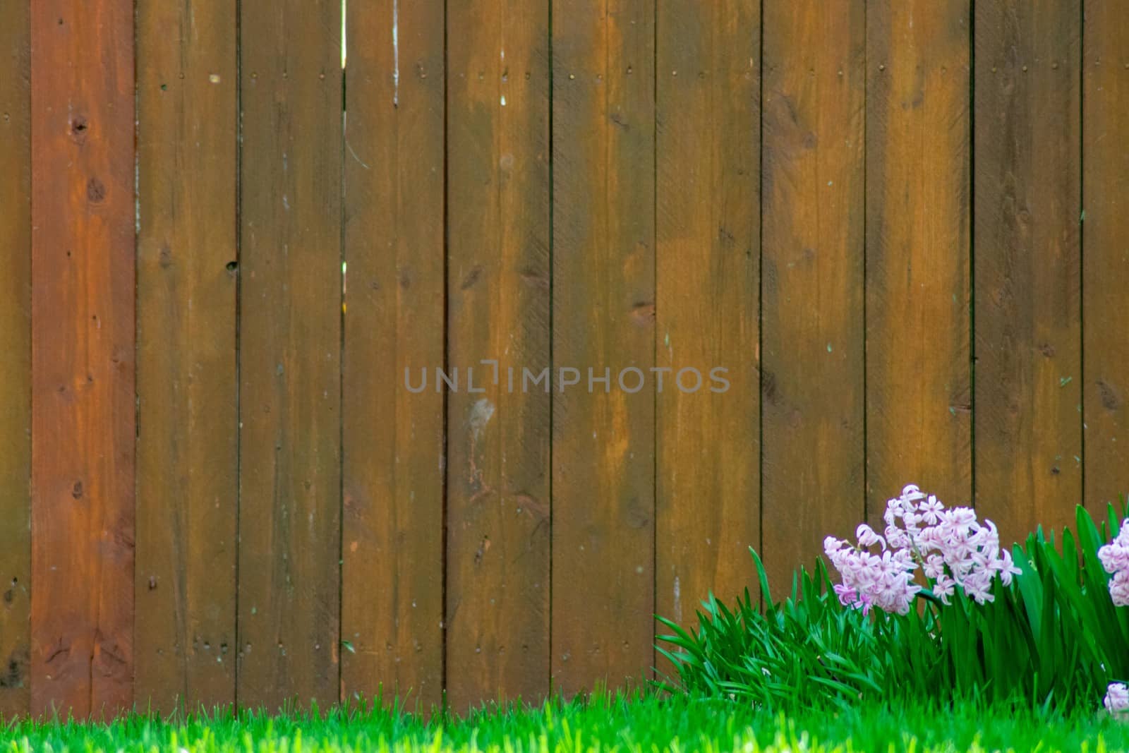 Small White Flowers and Plants Next to a Large Brown Wooden Fence With Copy Space