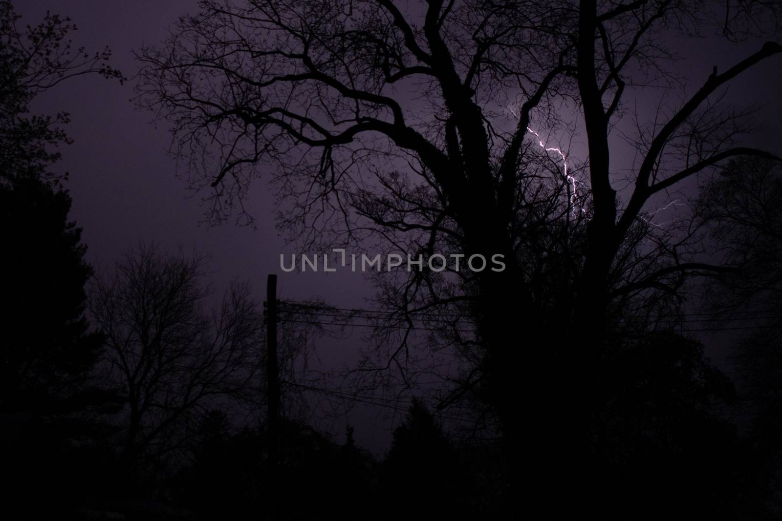 A Purple Lightning Strike Behind Silhouetted Trees