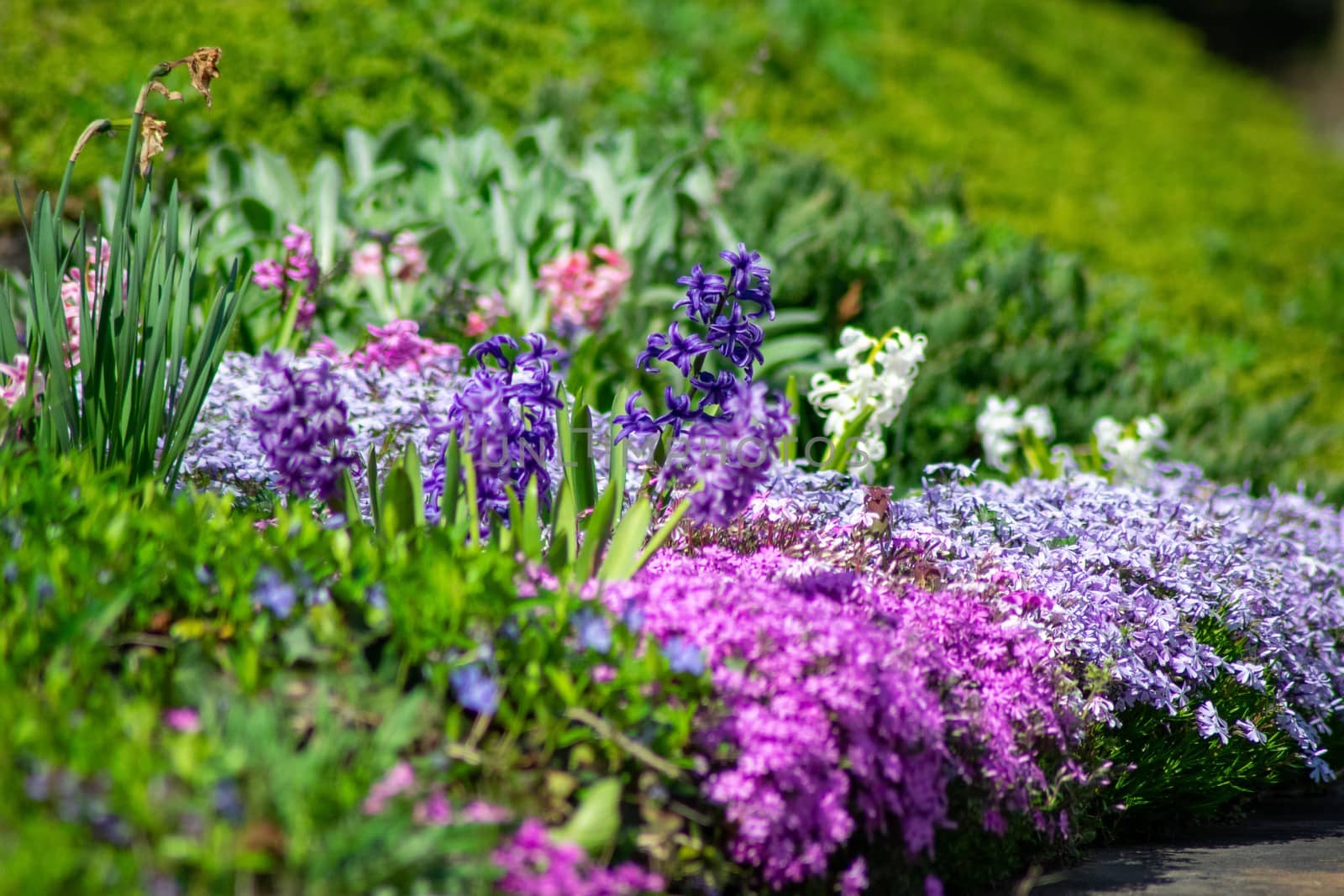 A Tall Purple Flower Amidst a Patch of Multicolored Flowers by bju12290